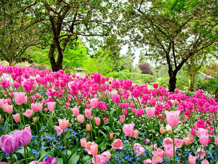Must Have Spring